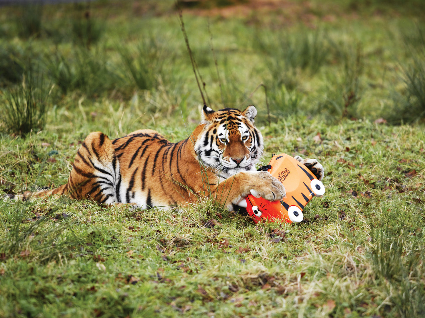 Trunki - Tipu Tiger