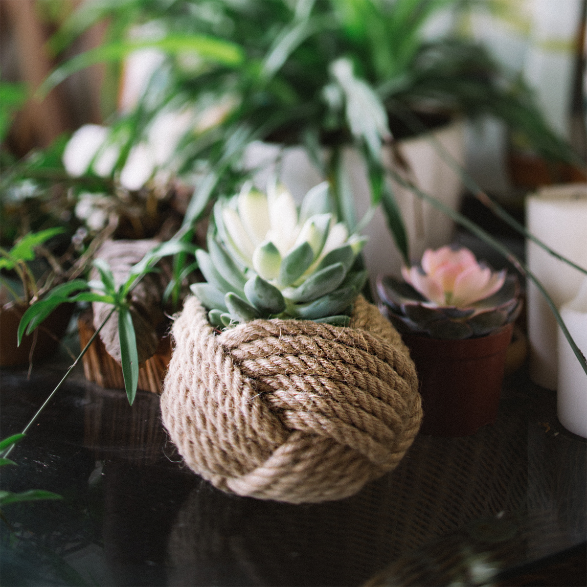 Succulent in a rope-wrapped planter with potted plants in background, indoor decor.